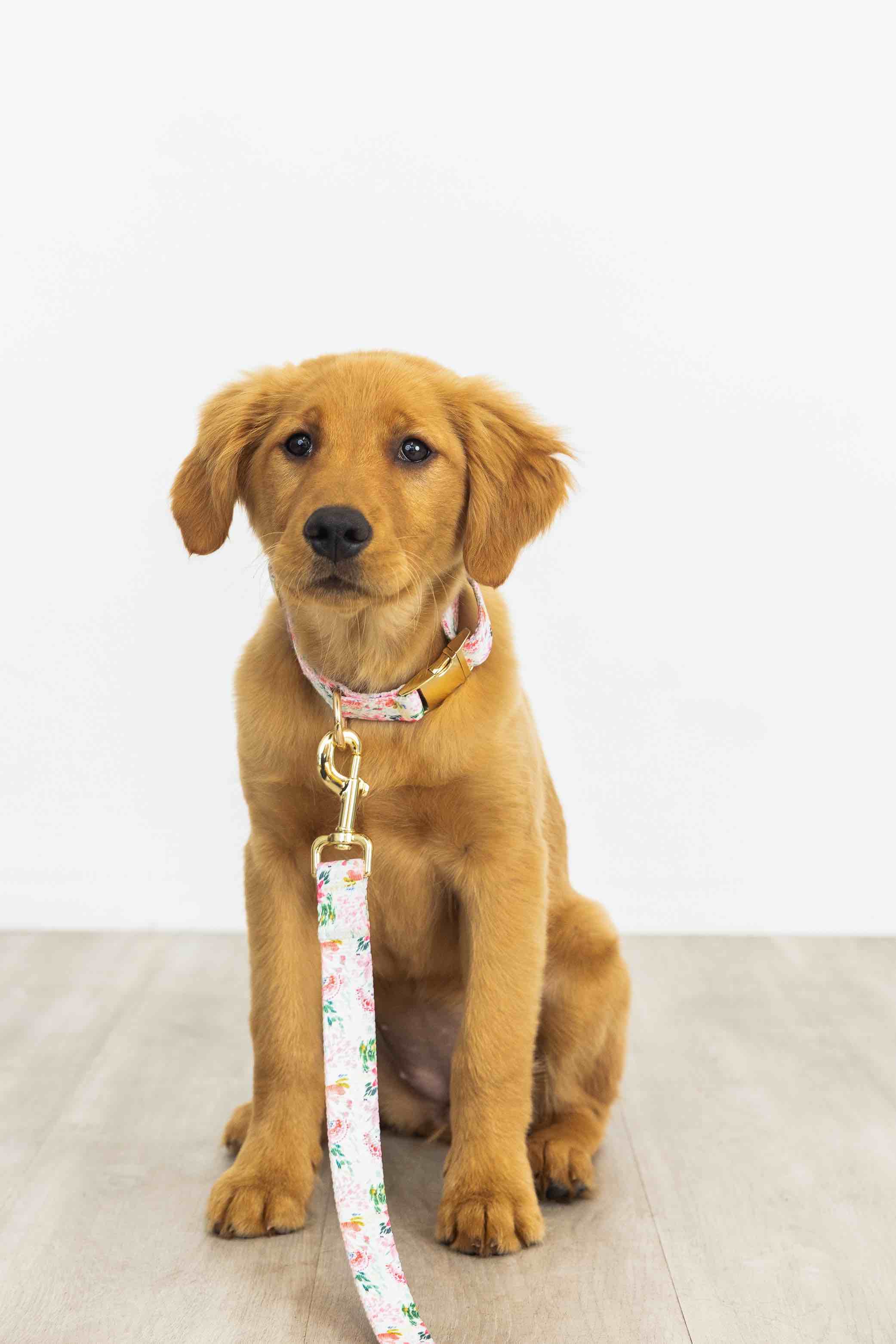 Isabella Dog Leash | Pink Papyrus