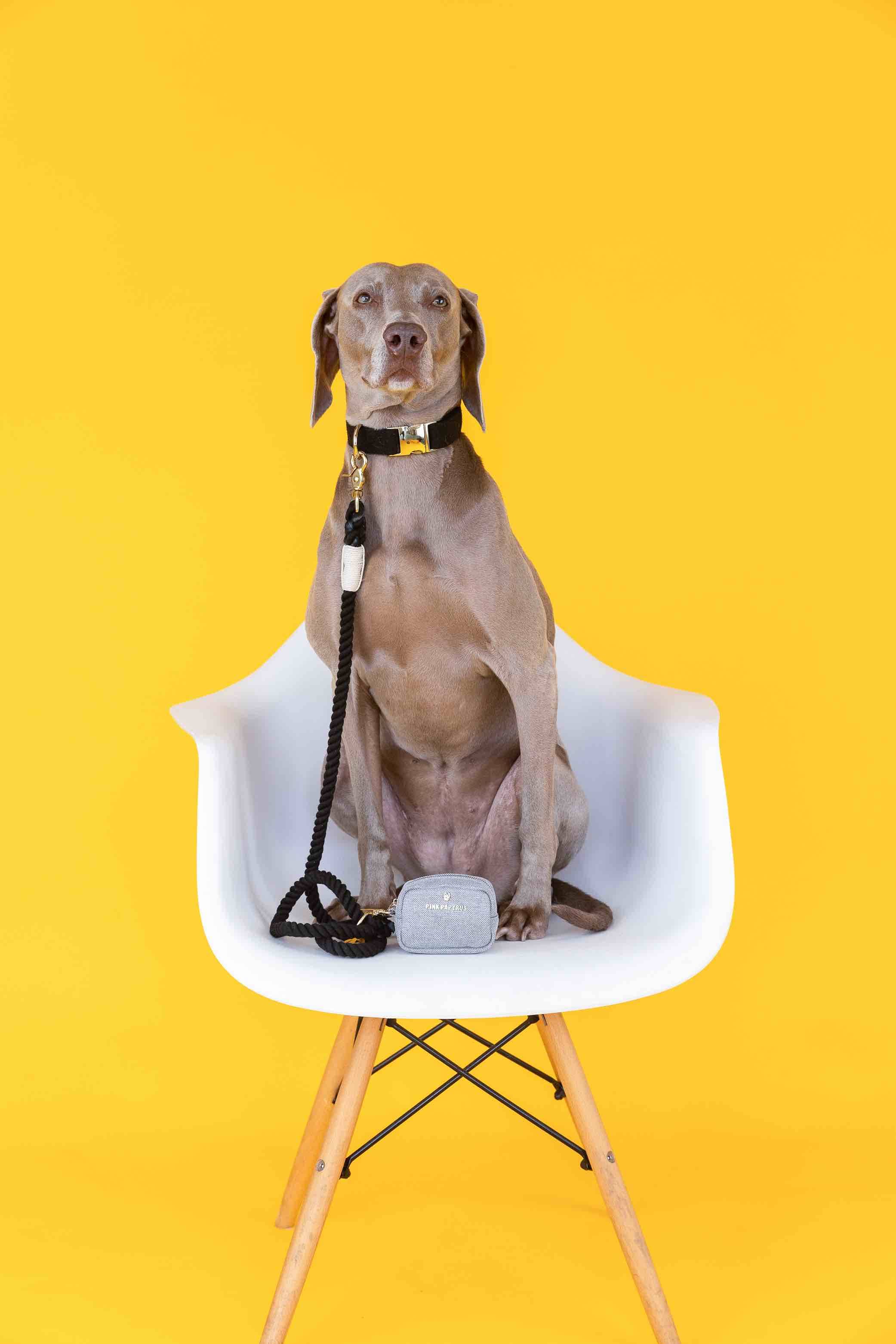 Ryan Dog Collar | Pink Papyrus