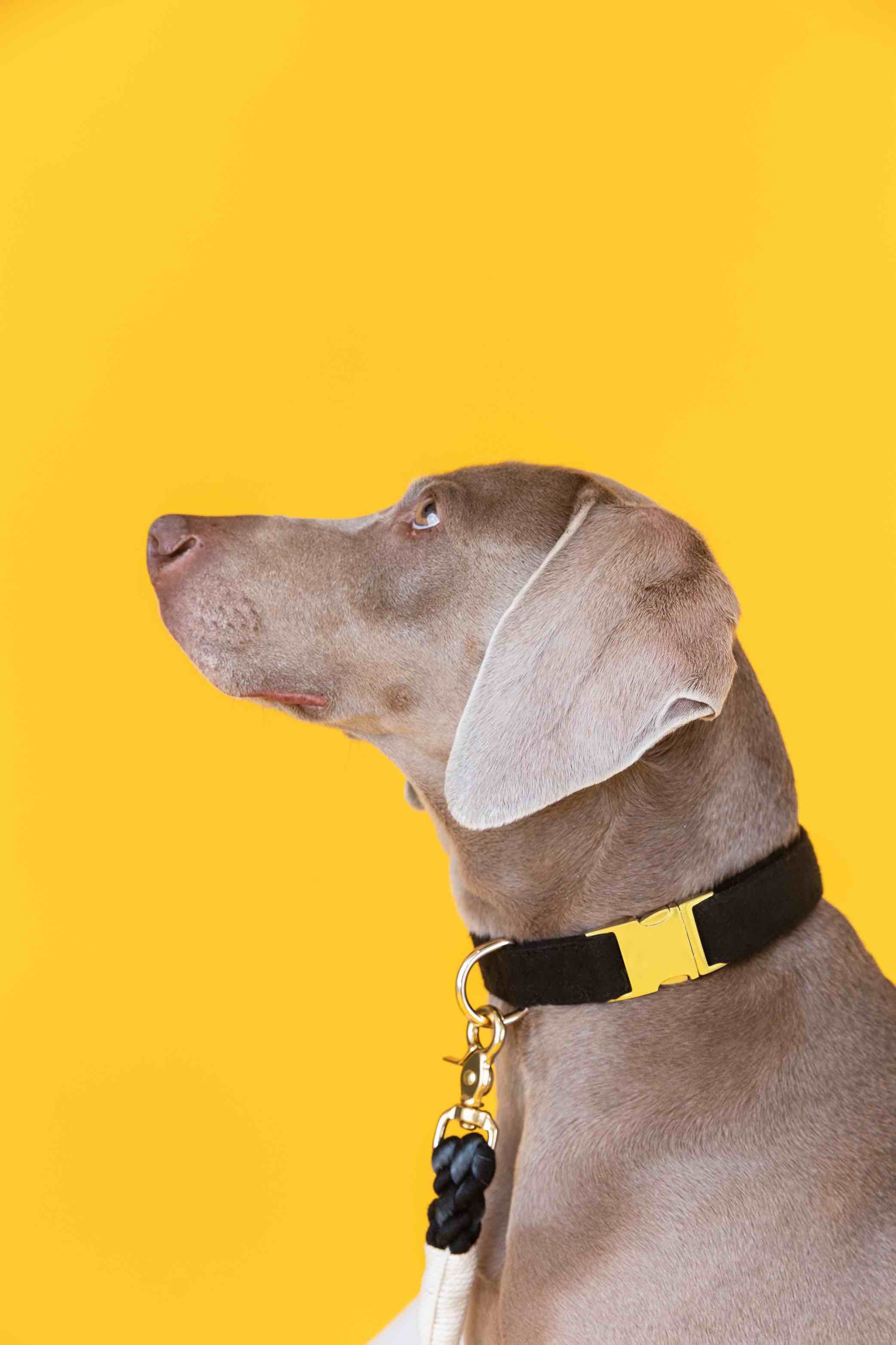 Ryan Dog Collar | Pink Papyrus