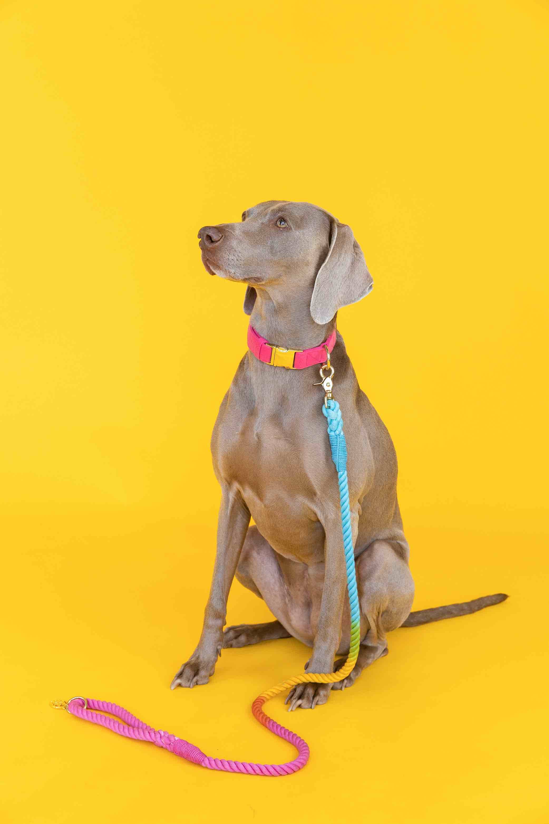 Marley Rope Dog Leash | Pink Papyrus