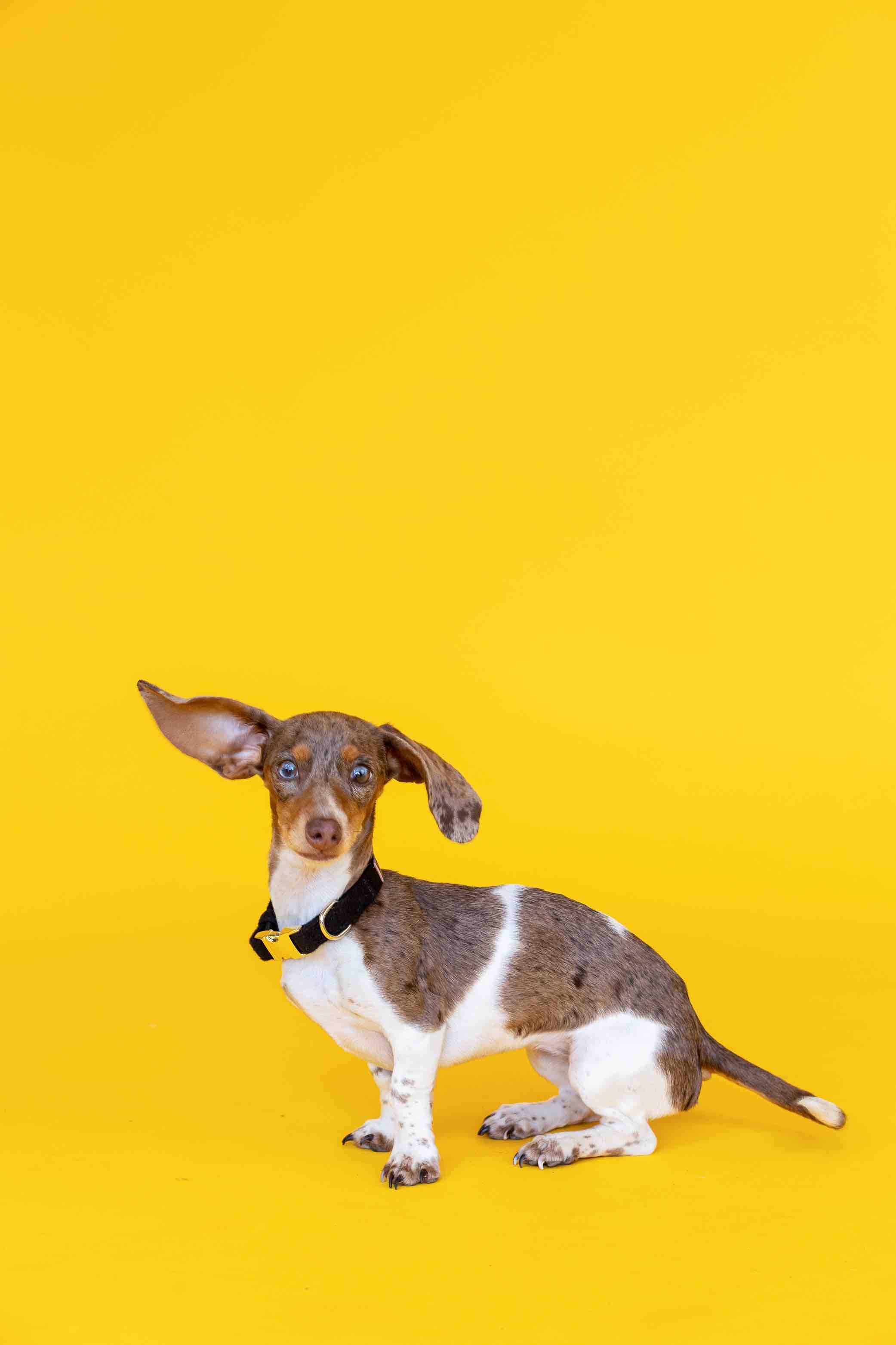 Ryan Dog Collar | Pink Papyrus