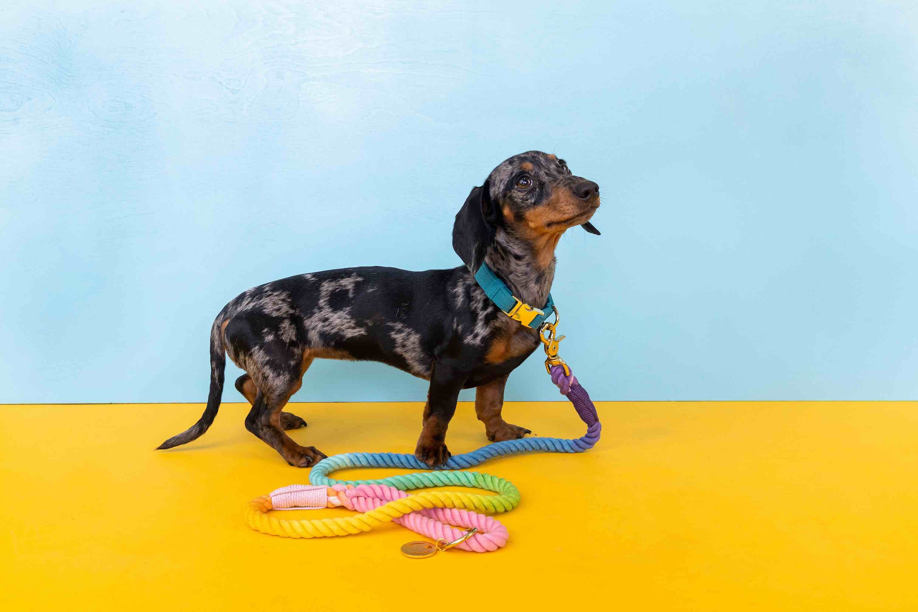 Nola Rope Dog Leash | Pink Papyrus