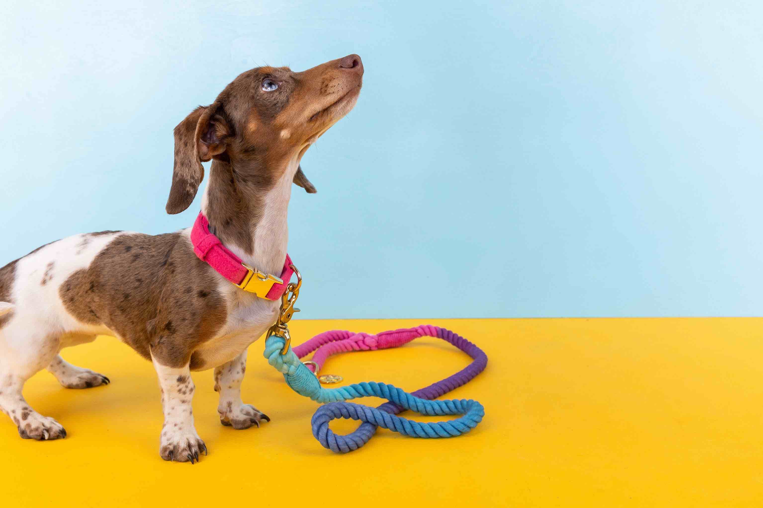 Pixie Rope Dog Leash | Pink Papyrus