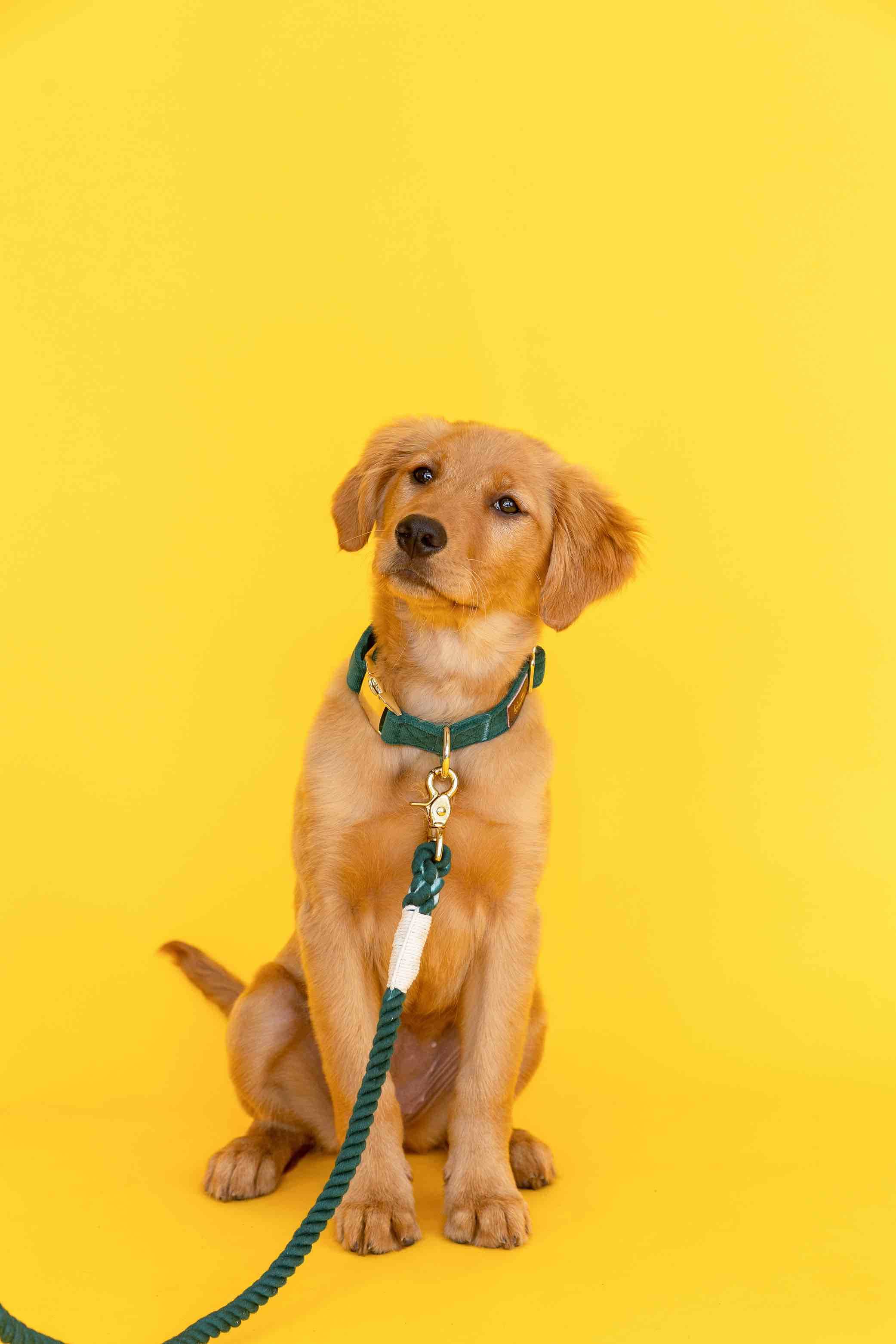 Sam Rope Dog Leash | Pink Papyrus