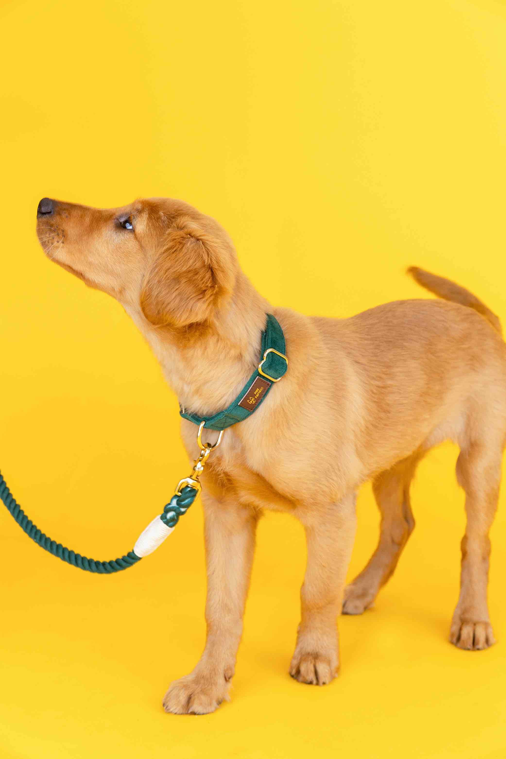 Rue Dog Collar | Pink Papyrus