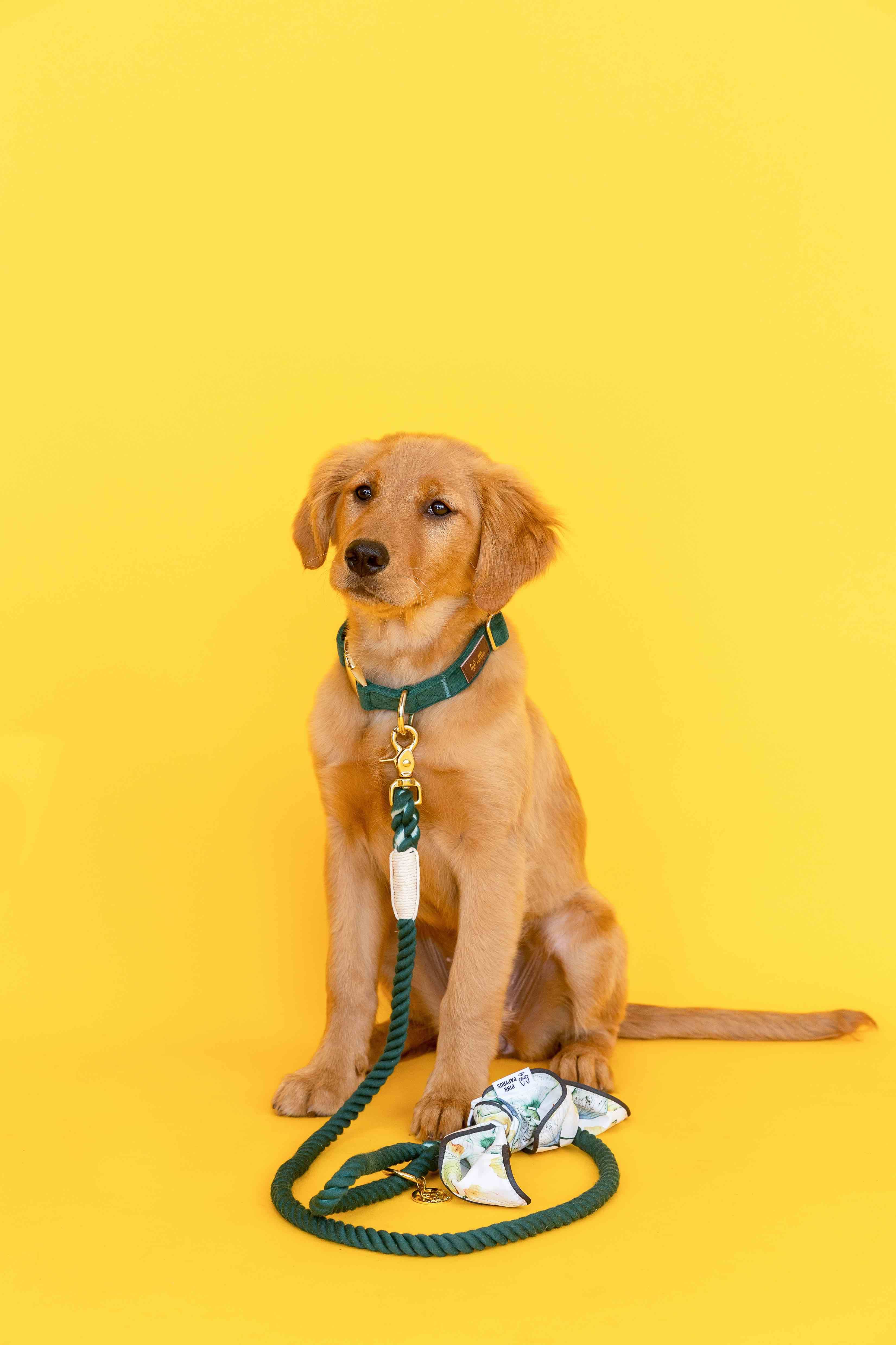 Cosette Dog Bandana | Pink Papyrus