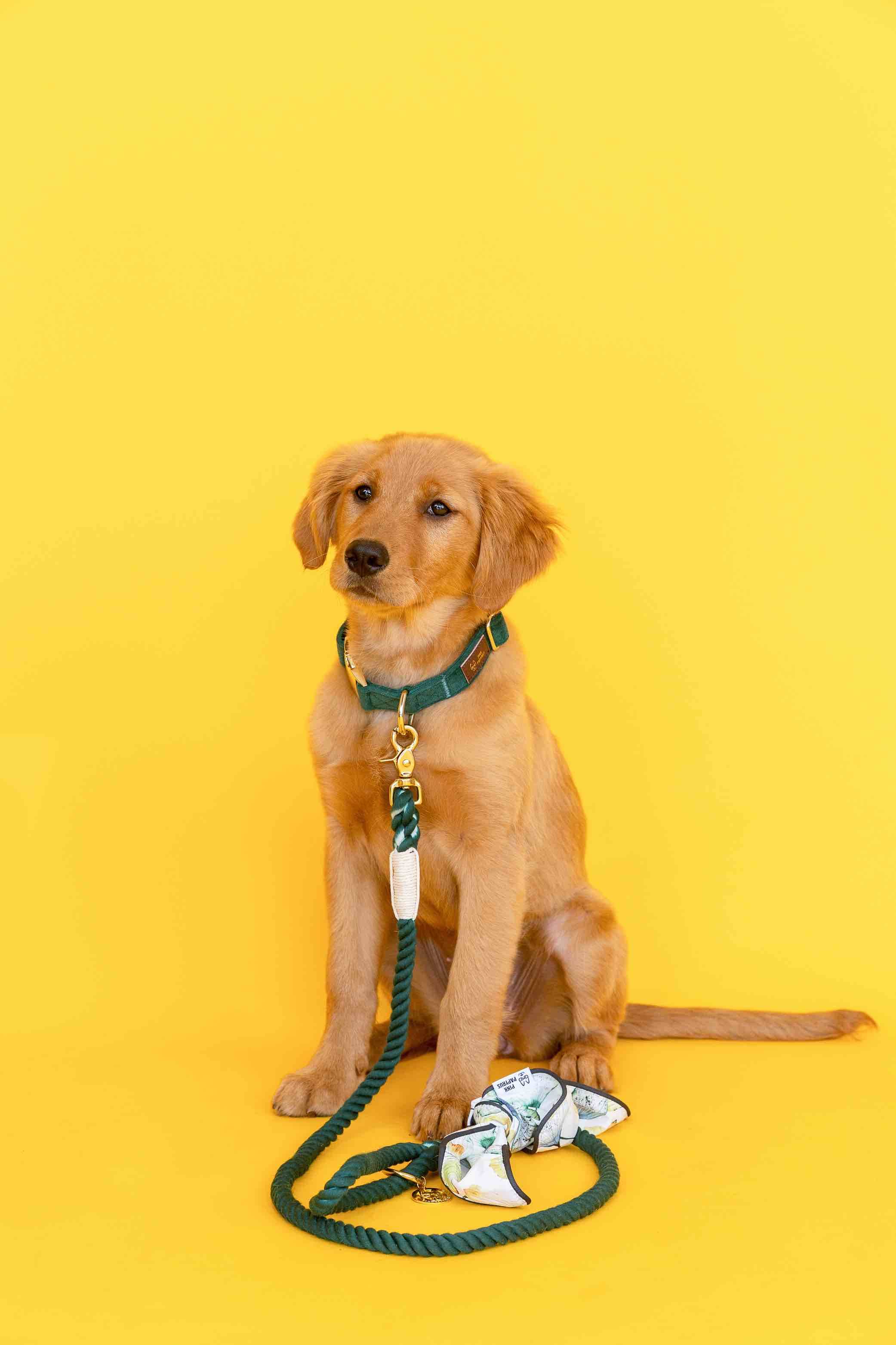 Sam Rope Dog Leash | Pink Papyrus