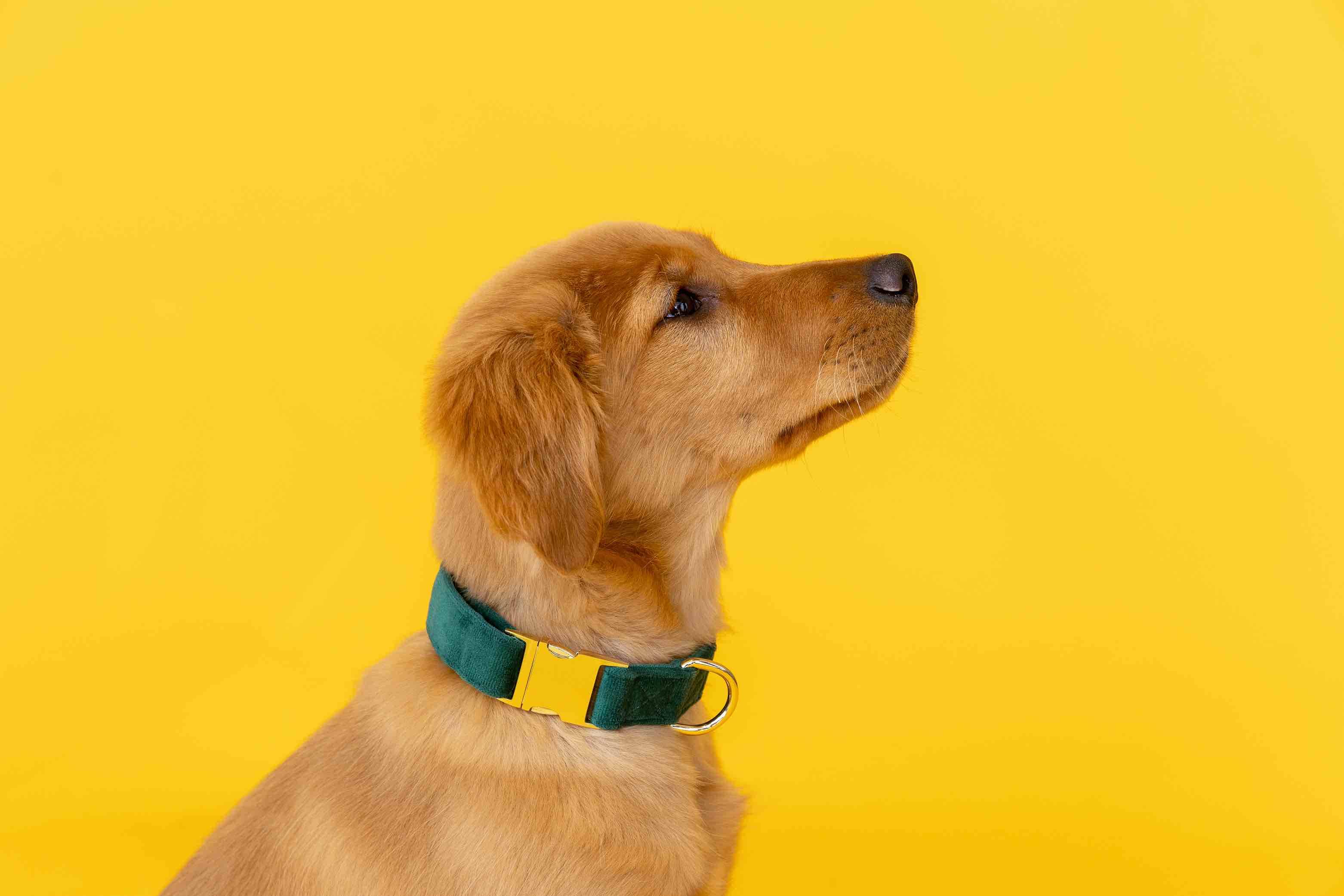 Rue Dog Collar | Pink Papyrus