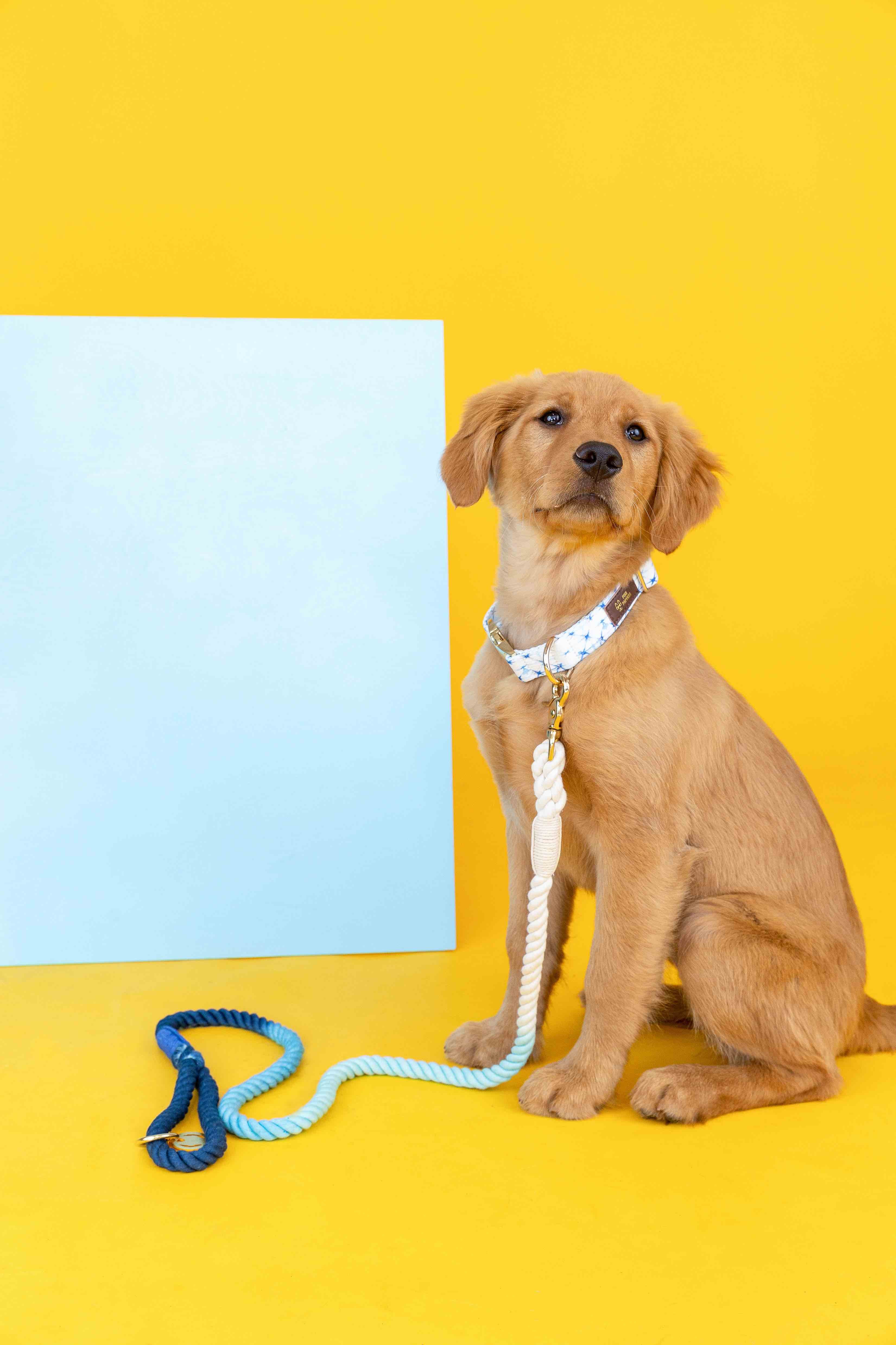 Kennedy Rope Dog Leash