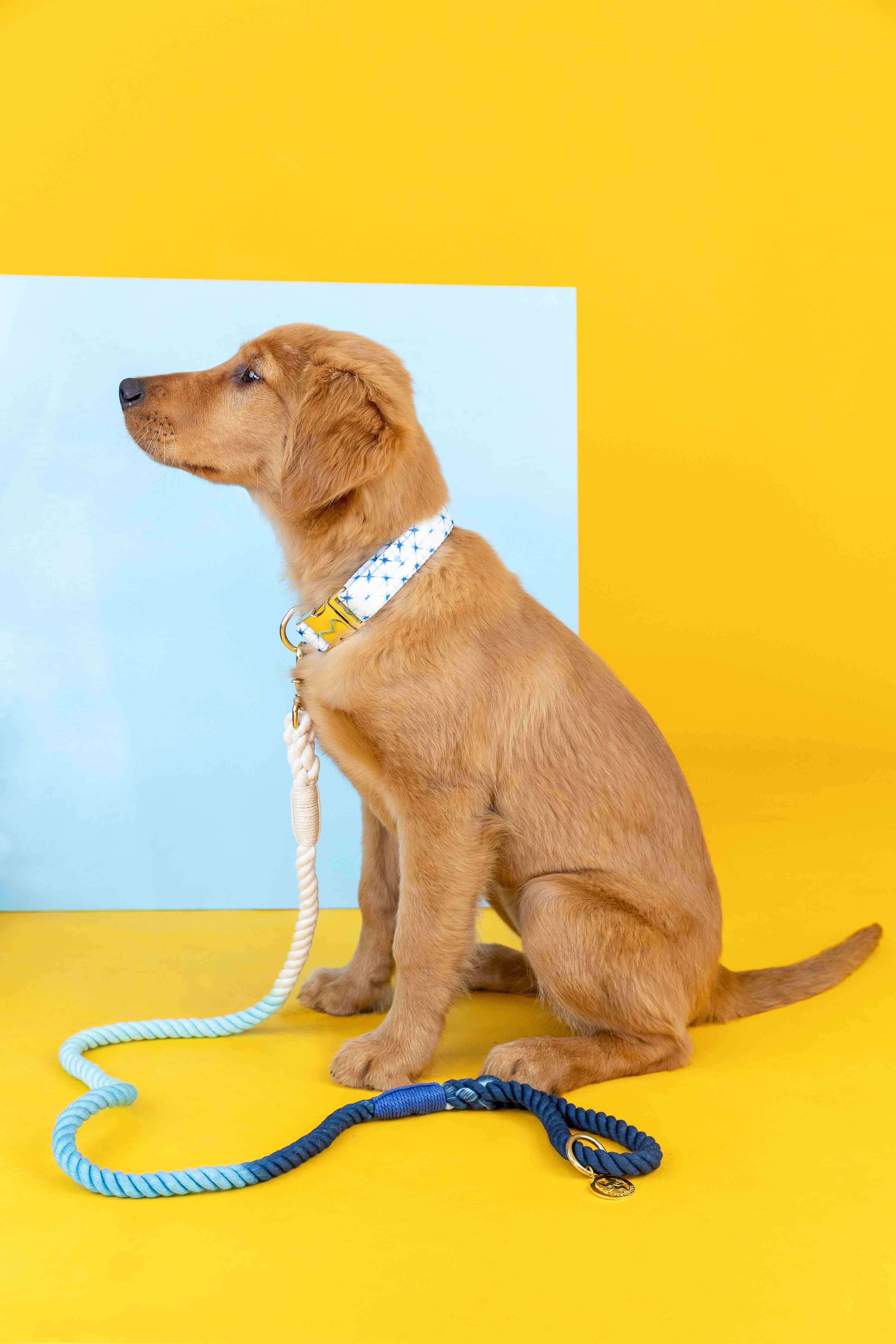 Kennedy Rope Dog Leash | Pink Papyrus