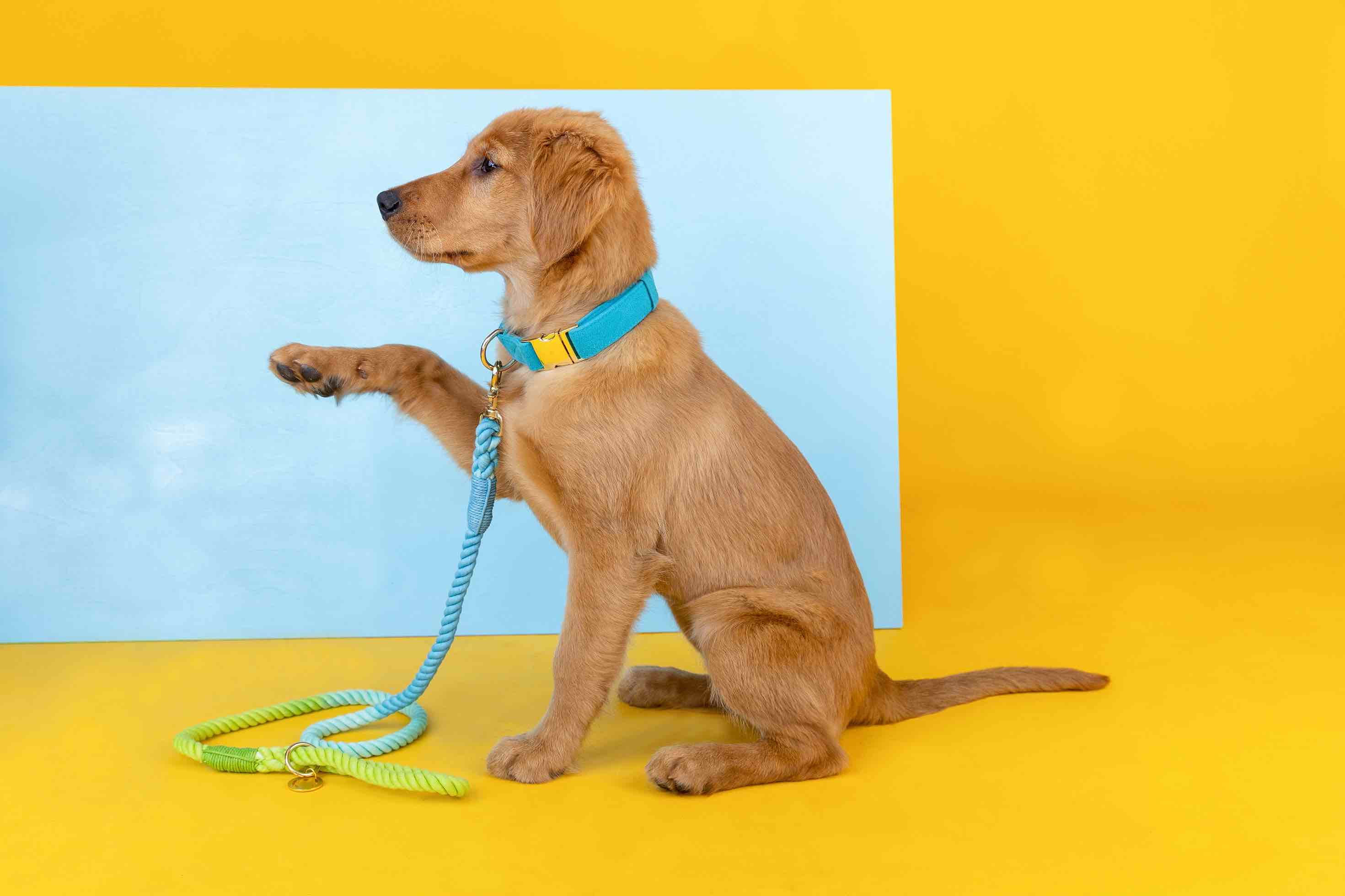 Hayden Dog Collar | Pink Papyrus