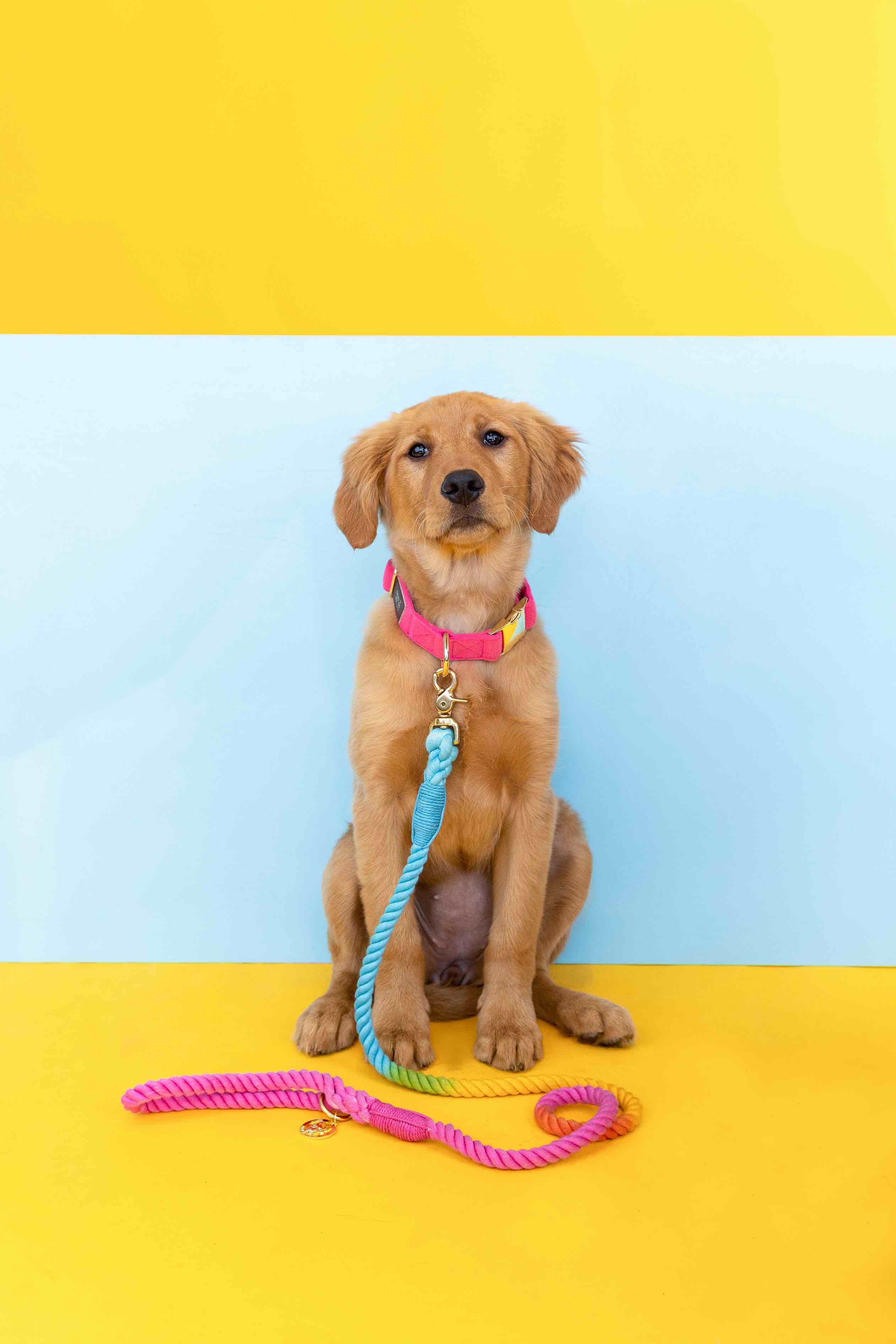 Antoinette Dog Collar | Pink Papyrus