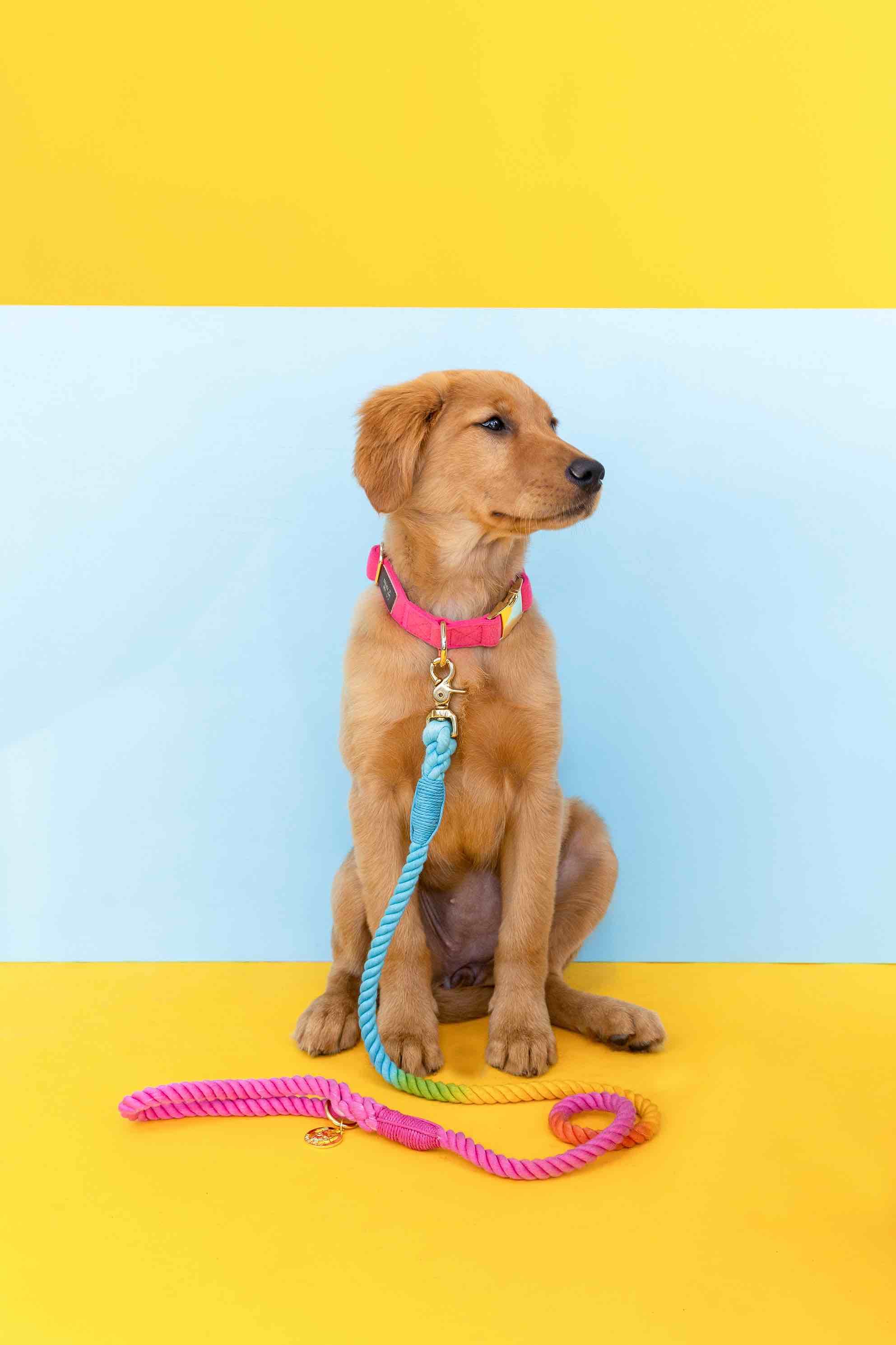 Marley Rope Dog Leash | Pink Papyrus