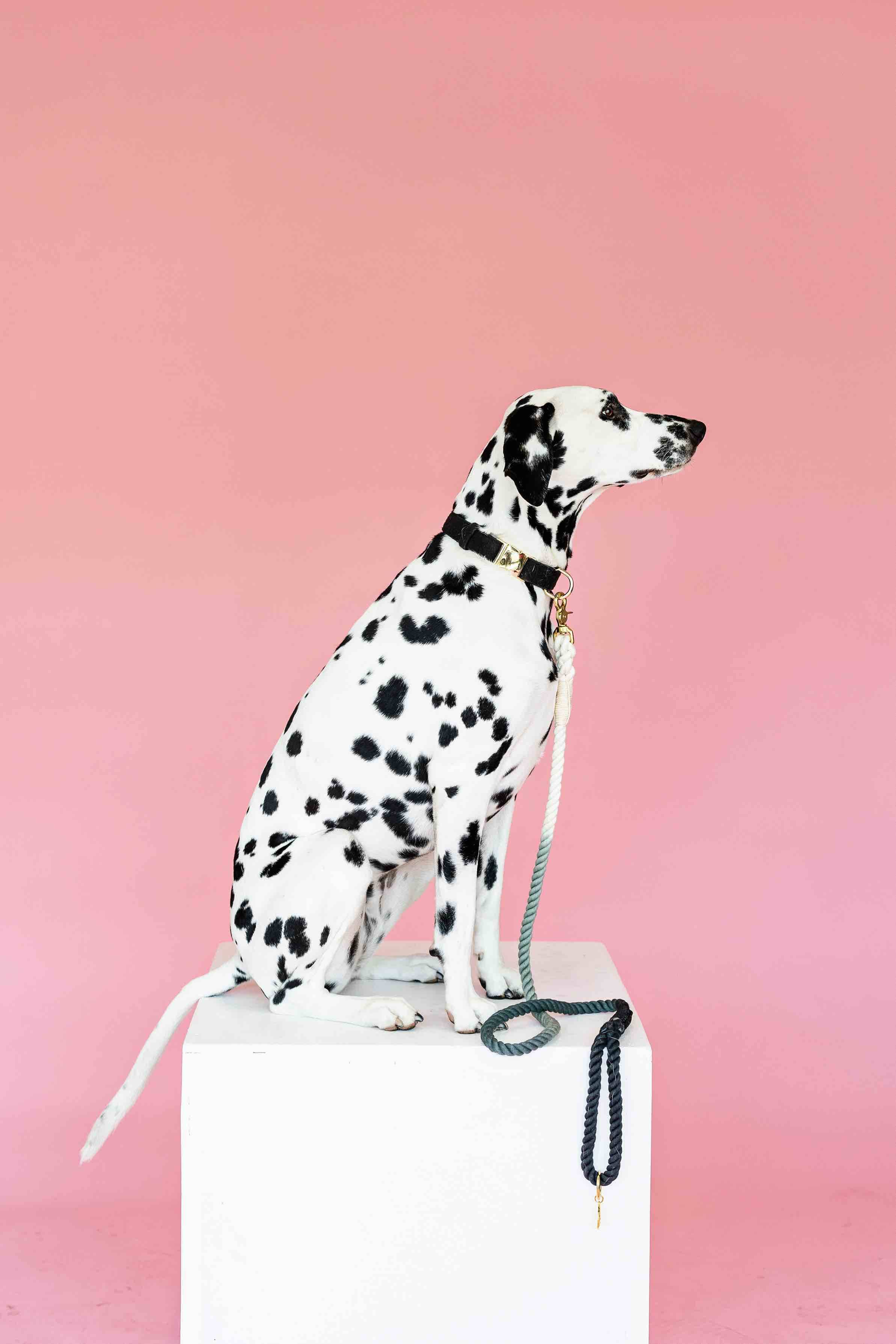 Cairo Rope Dog Leash | Pink Papyrus