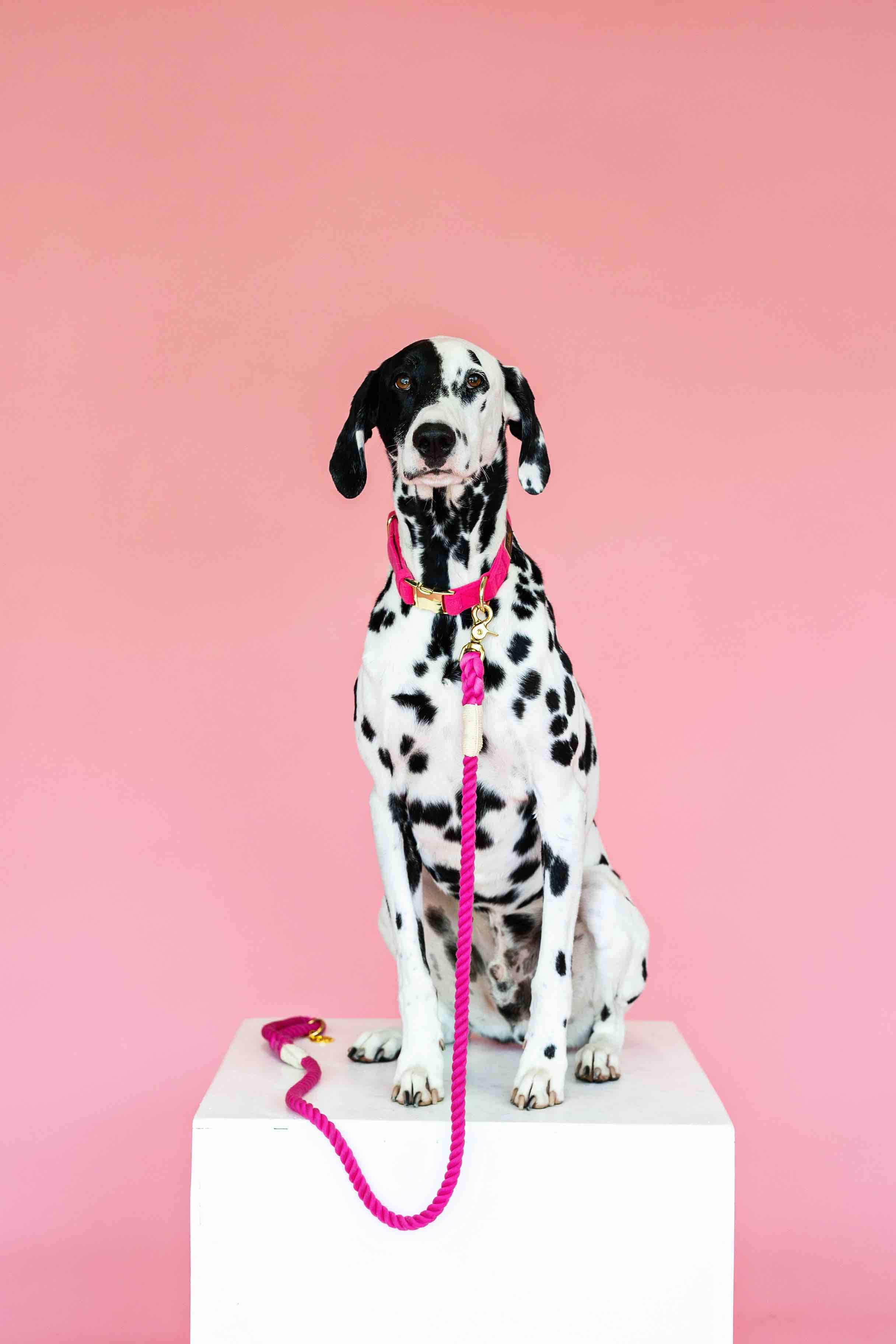 Christine Rope Dog Leash | Pink Papyrus