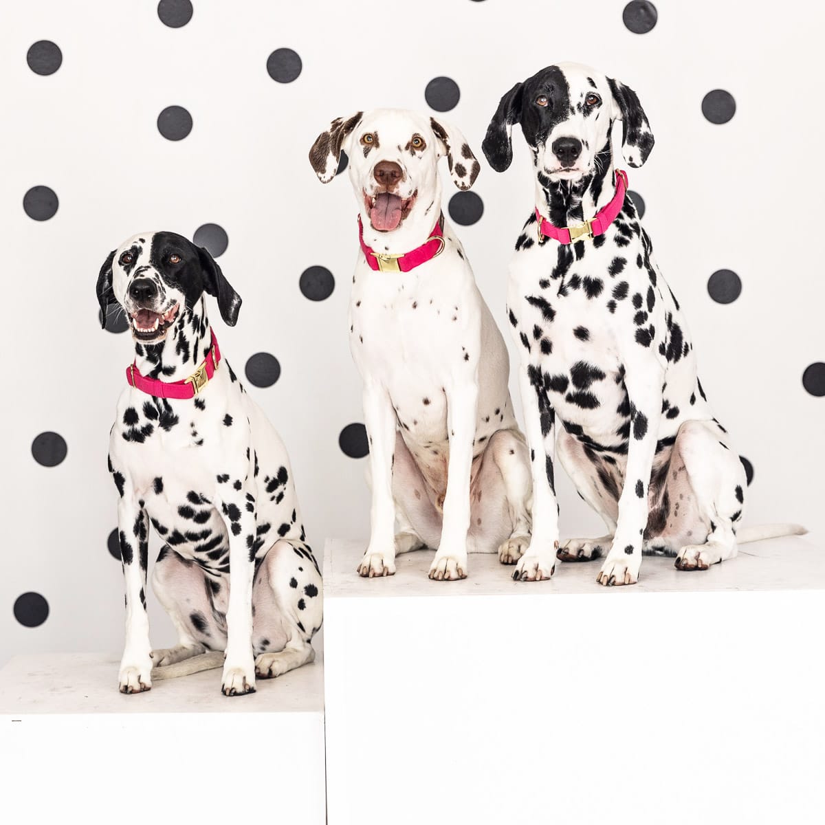 Antoinette Dog Collar | Pink Papyrus