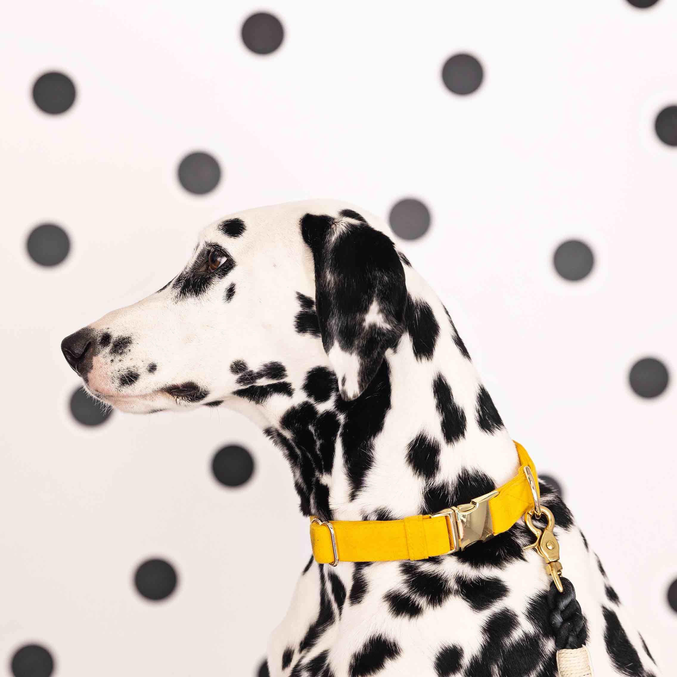 Nova Dog Collar | Pink Papyrus