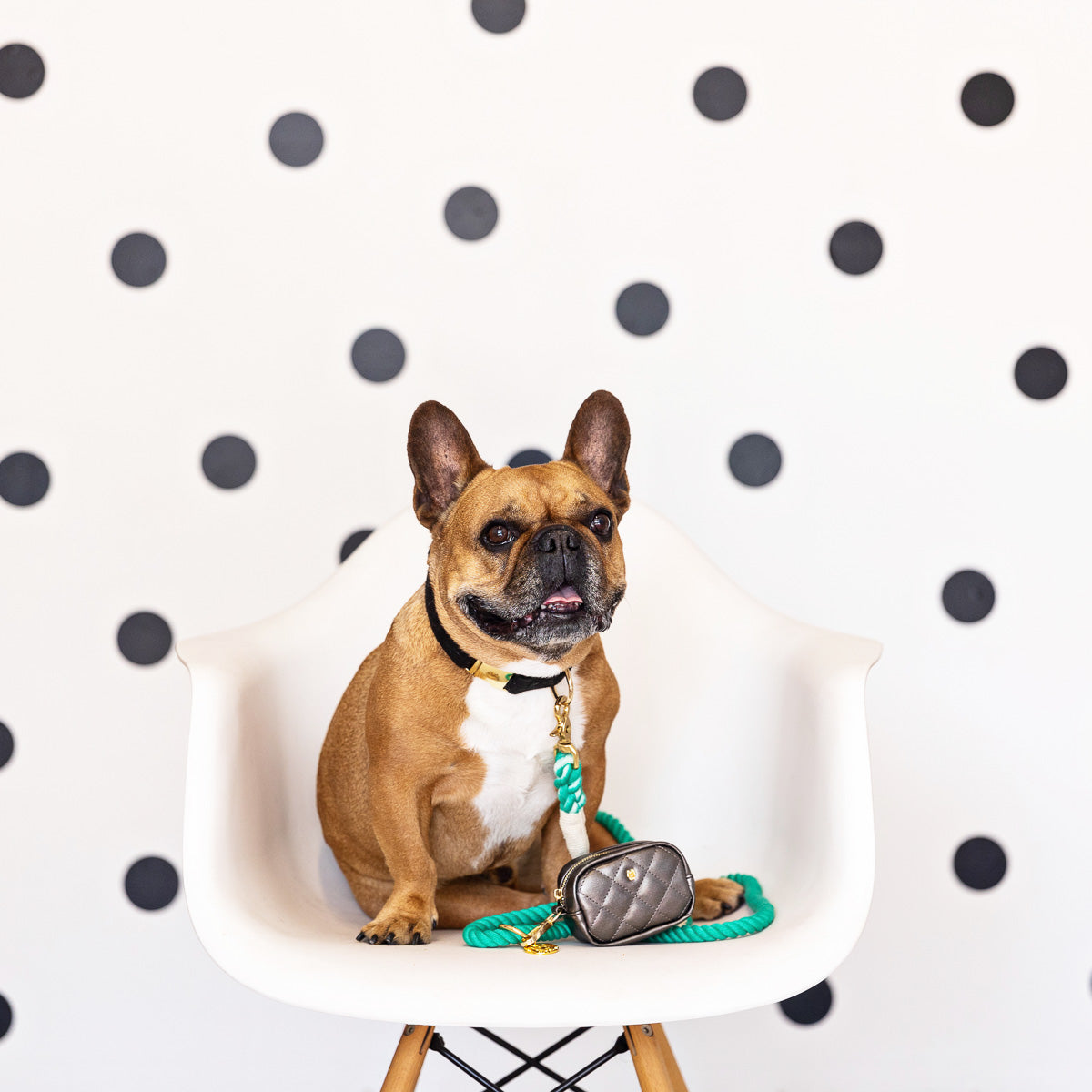 Ariel Rope Dog Leash