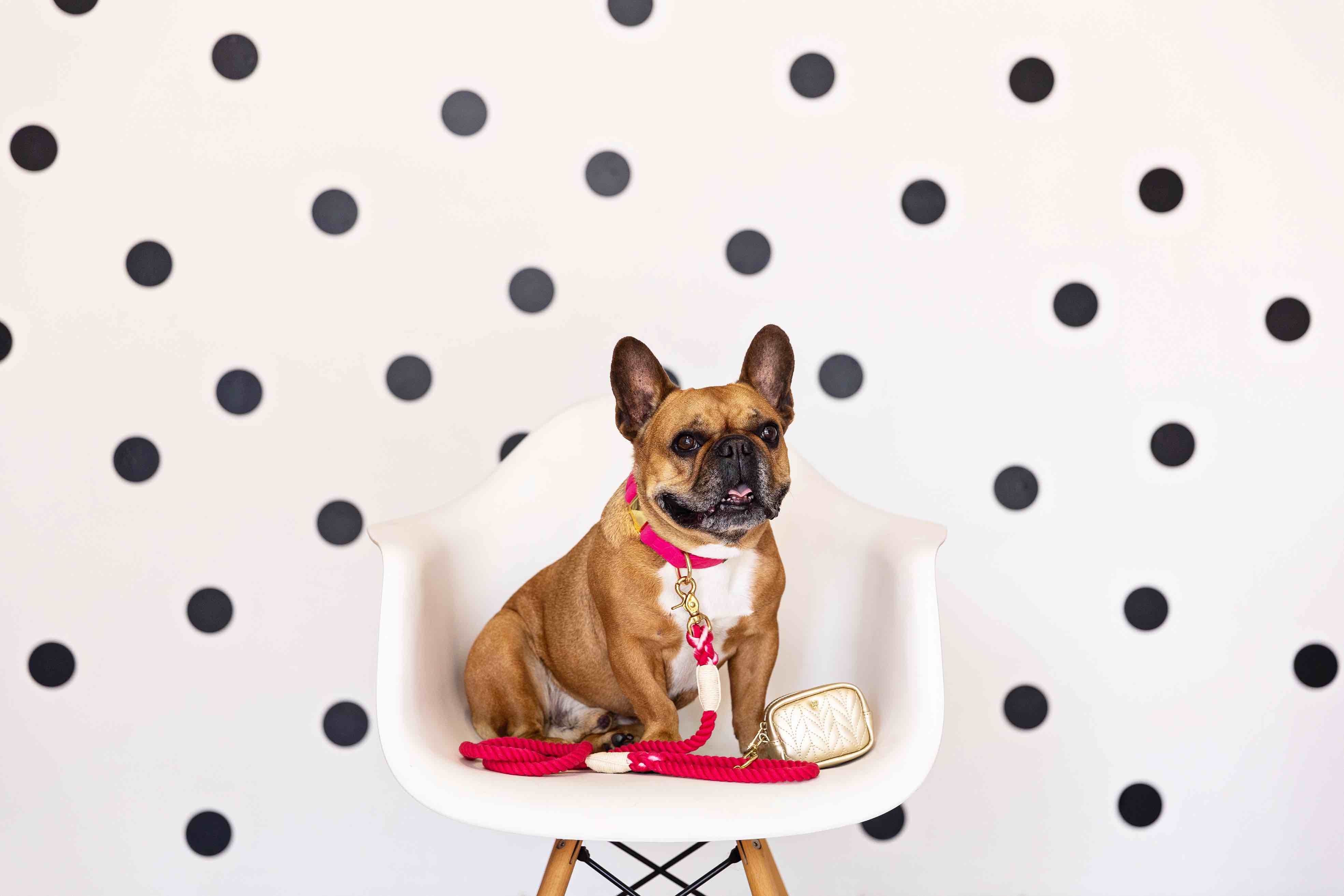 Aria Waste Bag Holder & Treat Pouch