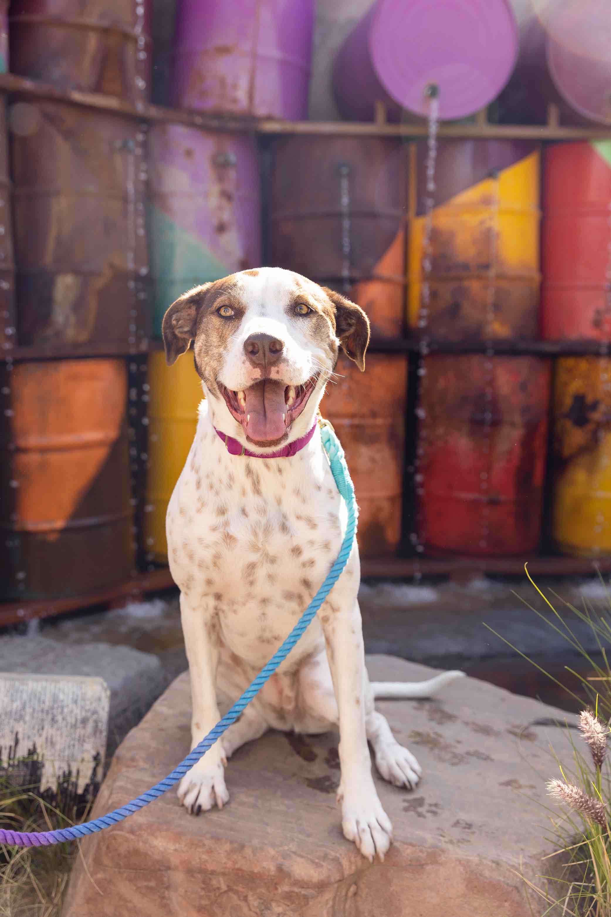 Pixie Rope Dog Leash
