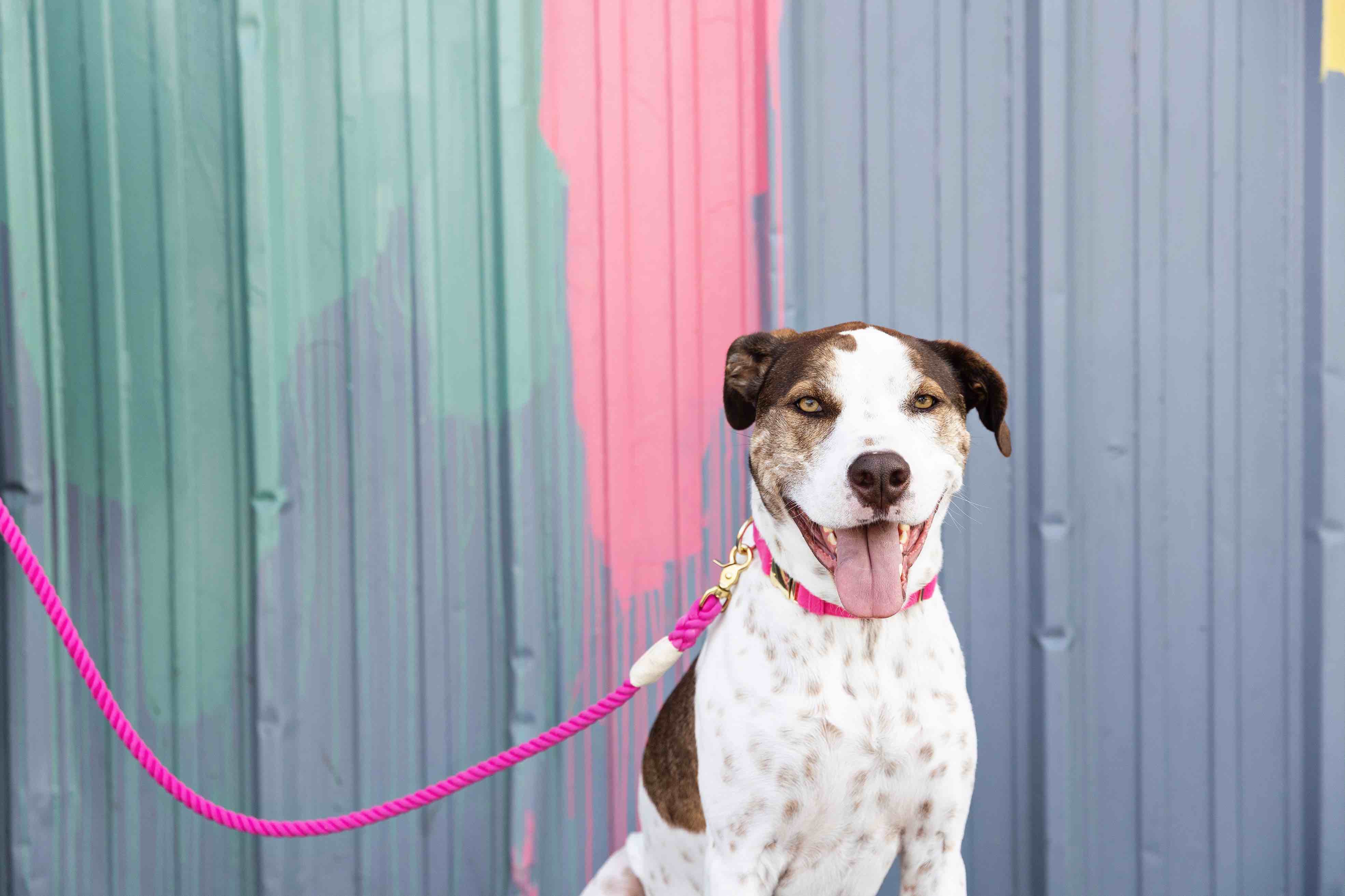 Christine Rope Dog Leash | Pink Papyrus