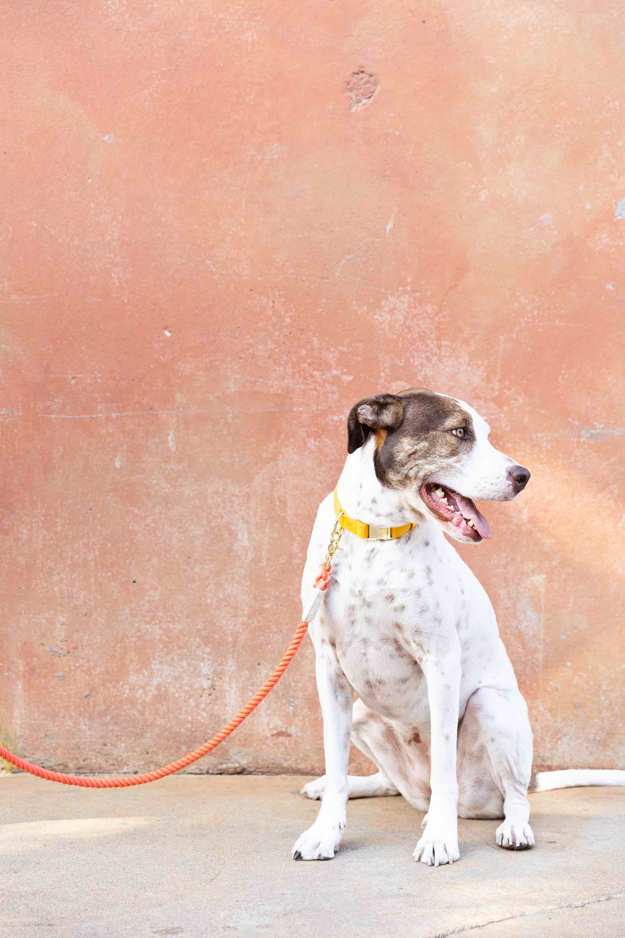 Cora Rope Dog Leash | Pink Papyrus