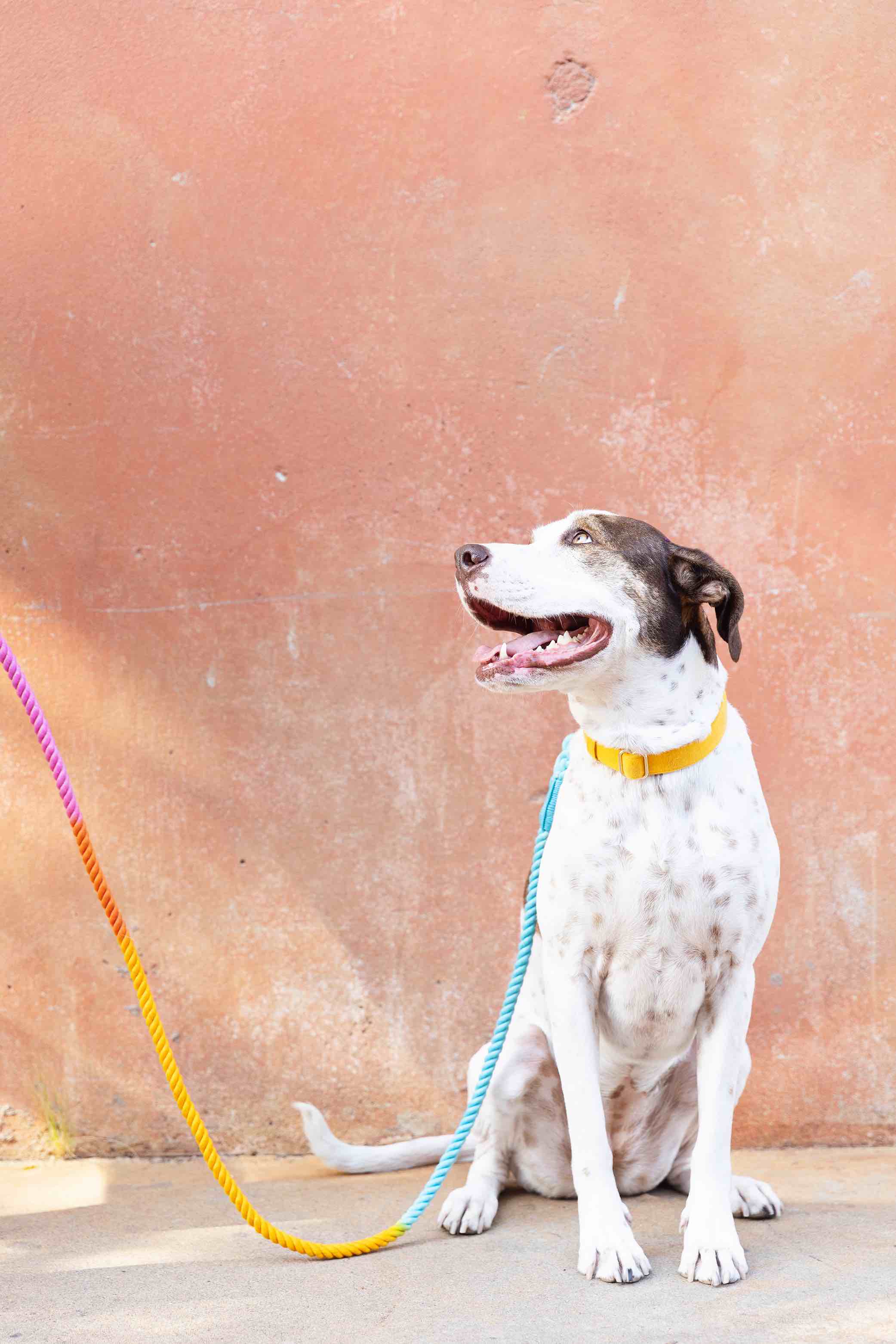 Marley Rope Dog Leash