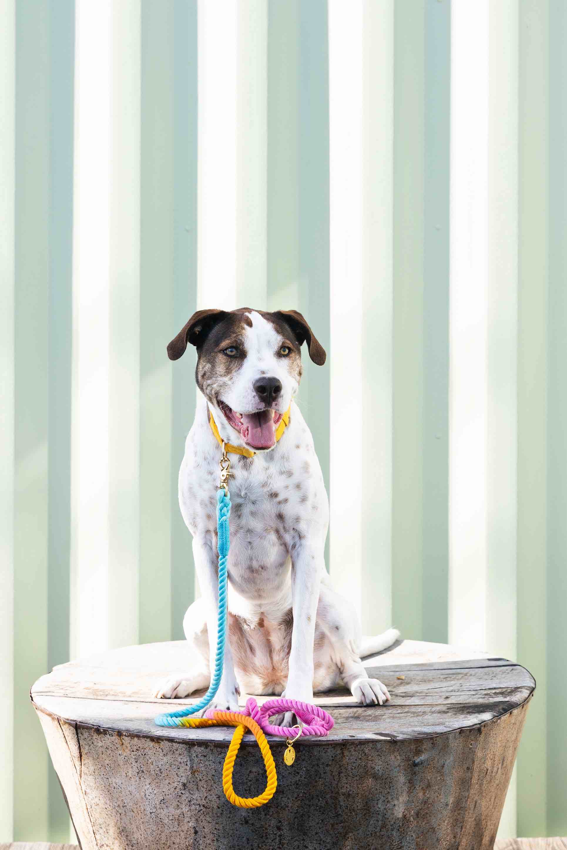 Marley Rope Dog Leash | Pink Papyrus