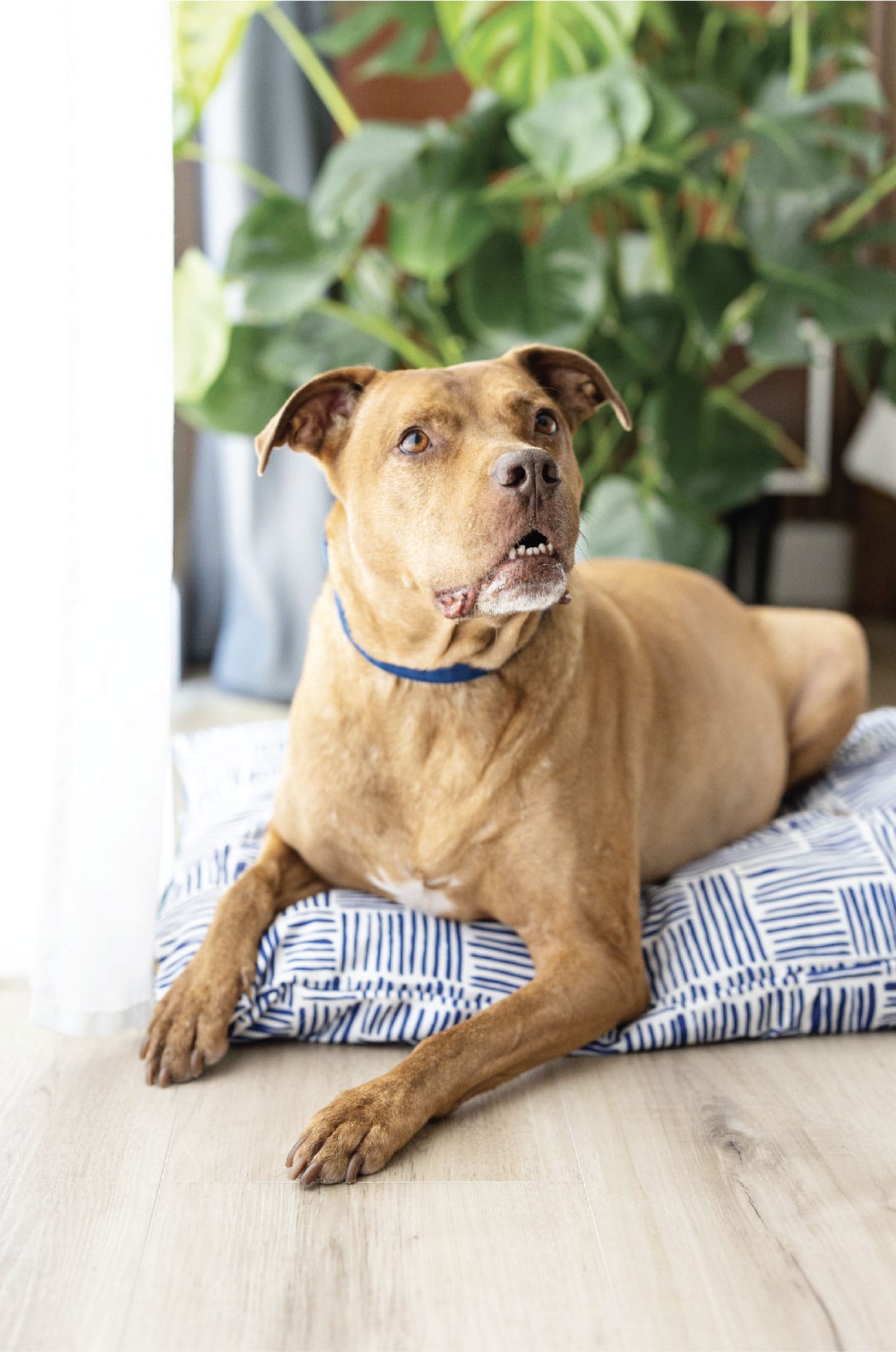 Quinn Dog Bed | Pink Papyrus