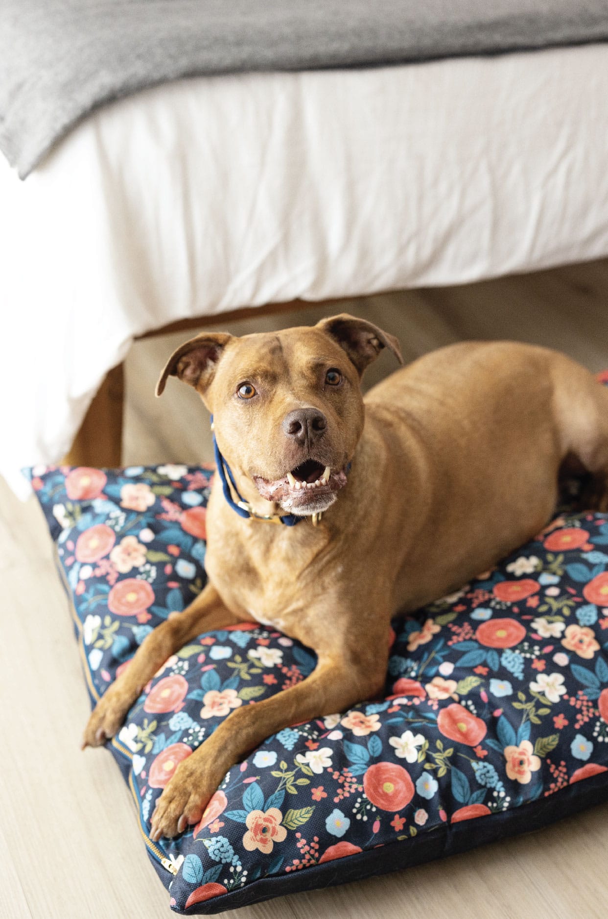 Riley Dog Bed | Pink Papyrus