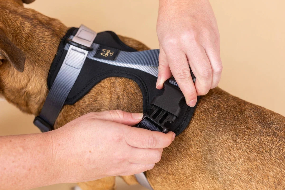 Person fastening a black harness with gray straps around a brown dog.