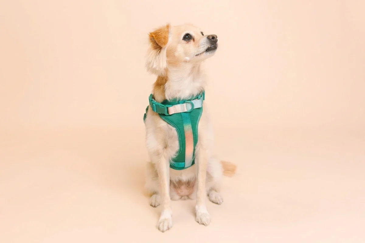 A small cream-and-tan dog sits against a peach background wearing a green harness with reflective strips.