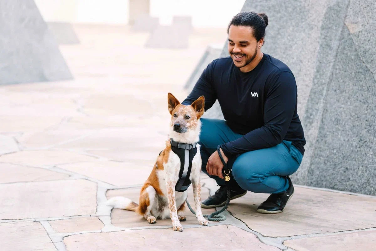 Man in a black shirt crouching beside a seated brown-and-white dog wearing a black harness.