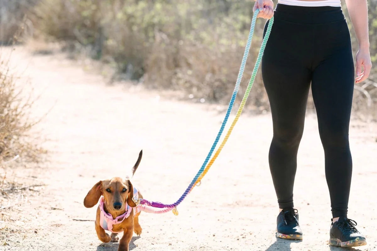 Small brown dachshund in a pink harness walking on a sunlit dirt path beside a person.