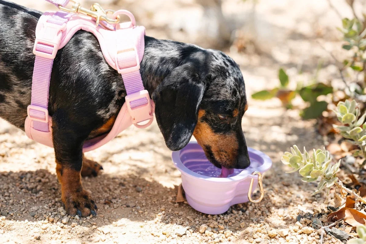 A black-and-brown dog wearing a pink harness drinks from a collapsible purple bowl outdoors.