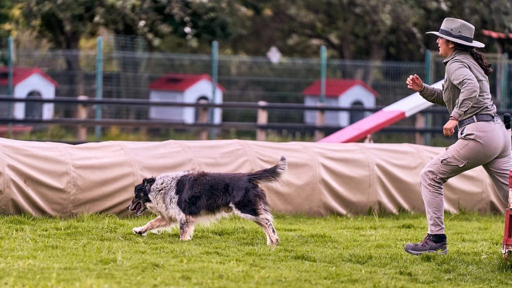 Dog running beside a handler during outdoor agility training