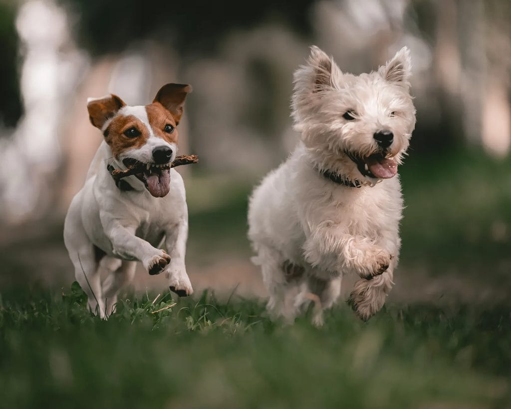 Two happy dogs run through a grassy park, one carrying a stick