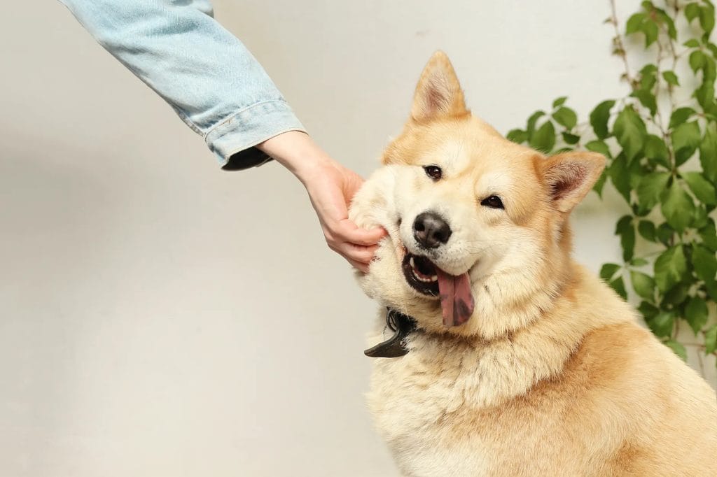 Person gently petting a happy dog indoors