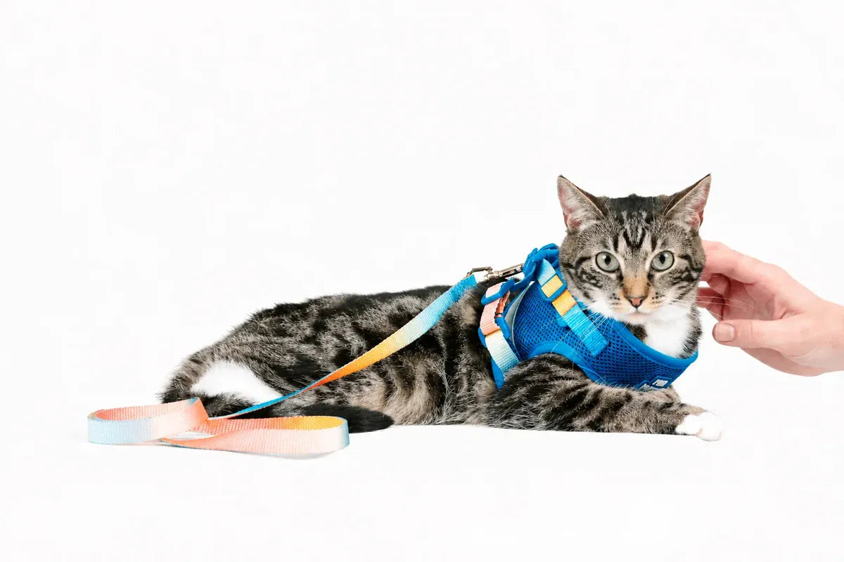 Tabby cat wearing a blue harness with a multicolored leash