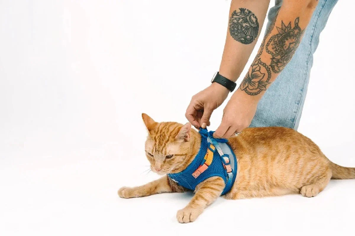 Orange cat wearing a blue harness and leash