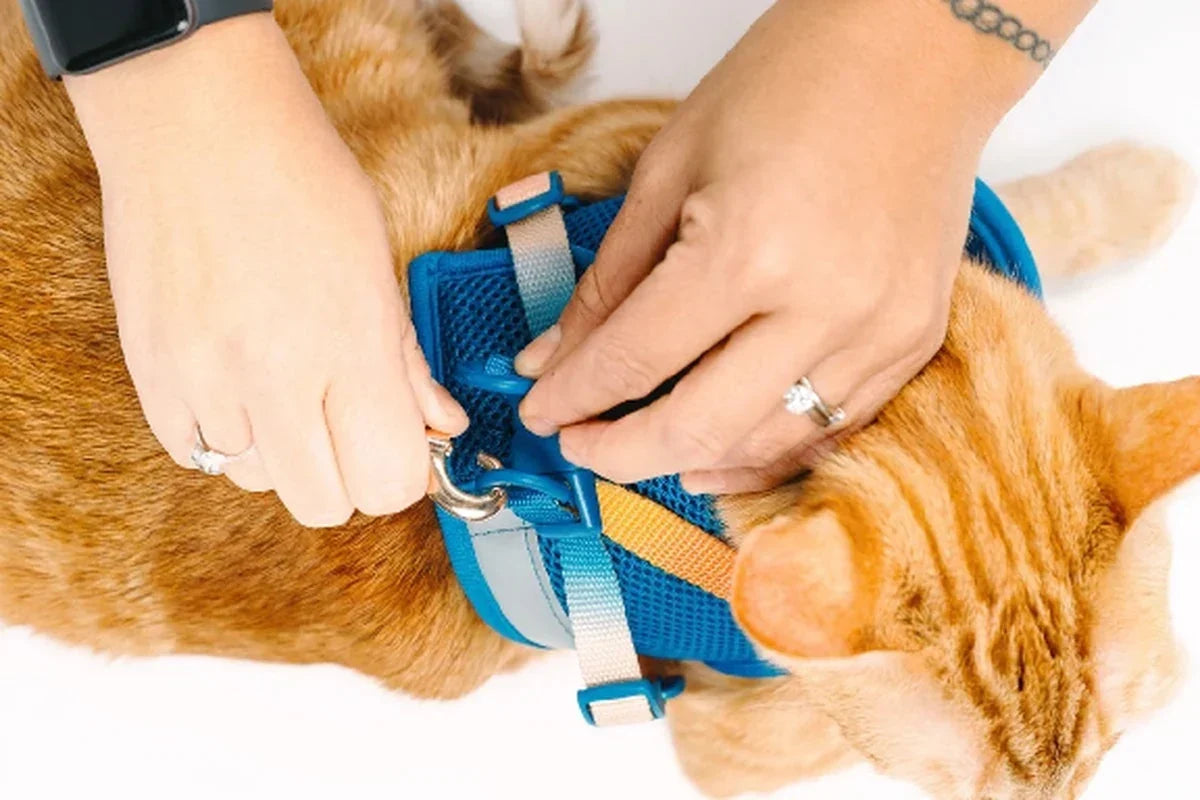 Hands adjusting a blue harness on an orange tabby cat