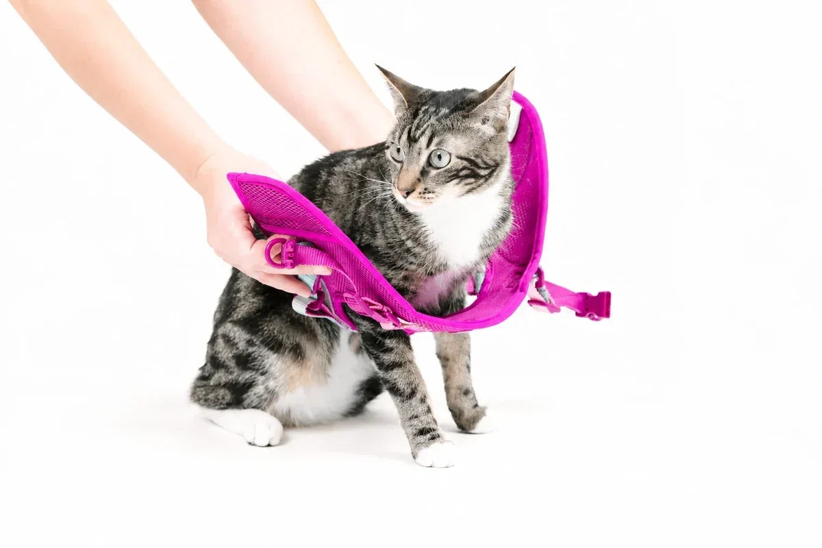 Tabby cat wearing a bright pink harness with leash