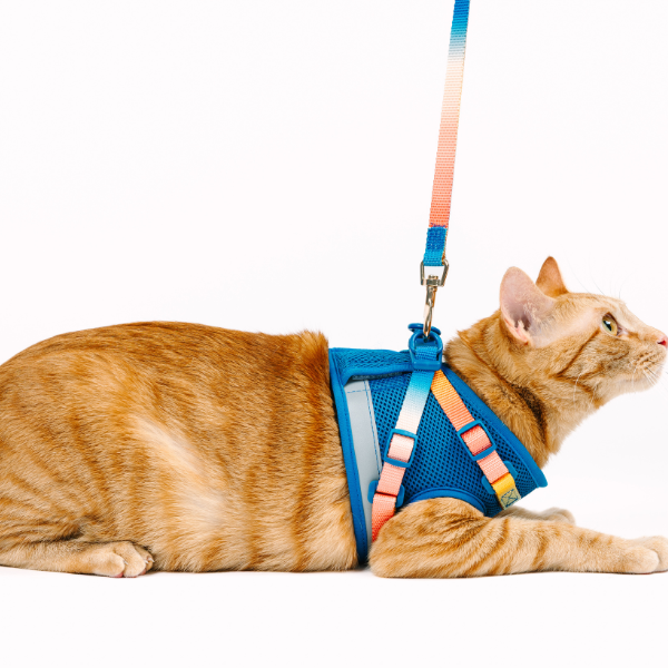 Atlas Cat Harness & Leash Set