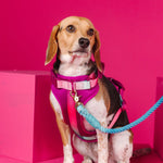 Purple Haze Dog Harness Bundle | Pink Papyrus