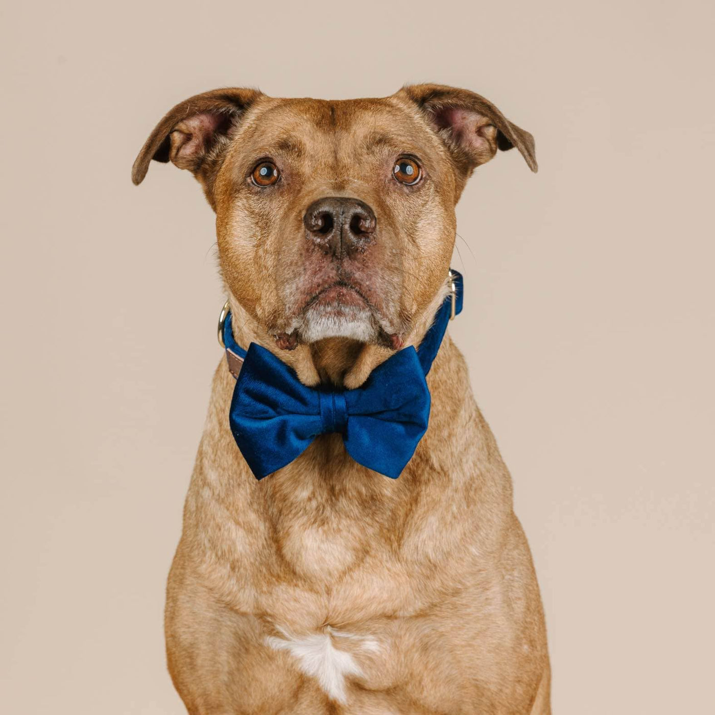 Bow Ties & Bow Tie Dog Collars