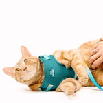 Joey Cat Harness & Leash Set | Pink Papyrus