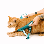 Joey Cat Harness & Leash Set | Pink Papyrus