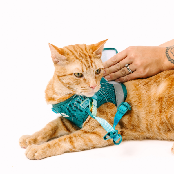 Joey Cat Harness & Leash Set