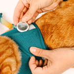 Joey Cat Harness & Leash Set | Pink Papyrus