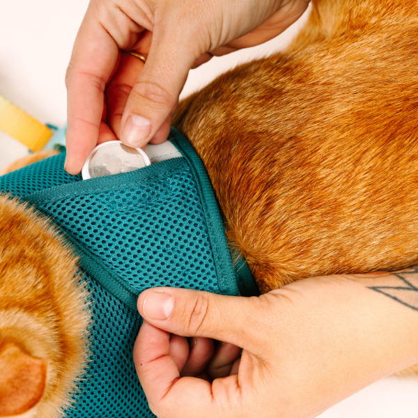 Joey Cat Harness & Leash Set